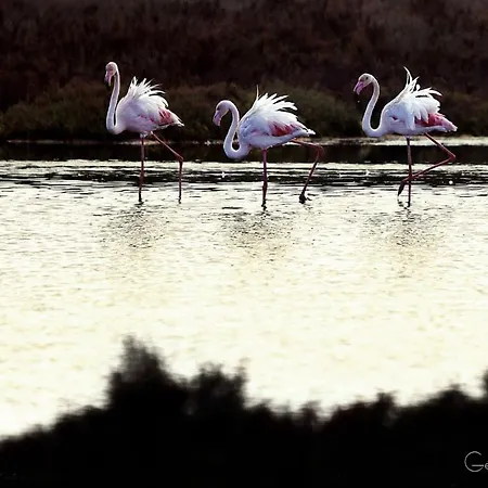 Apartman Casa Beachcomber Le Jardin Des Arts Lagos