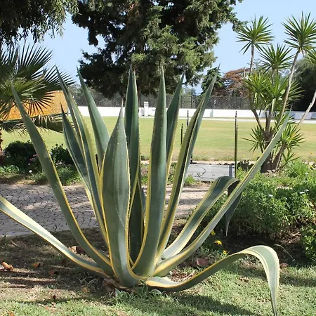 Casa Beachcomber Le Jardin Des Arts Apartment *