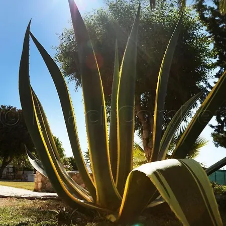 Casa Beachcomber Le Jardin Des Arts *